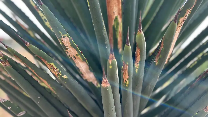 Mezcales Casa Armando
